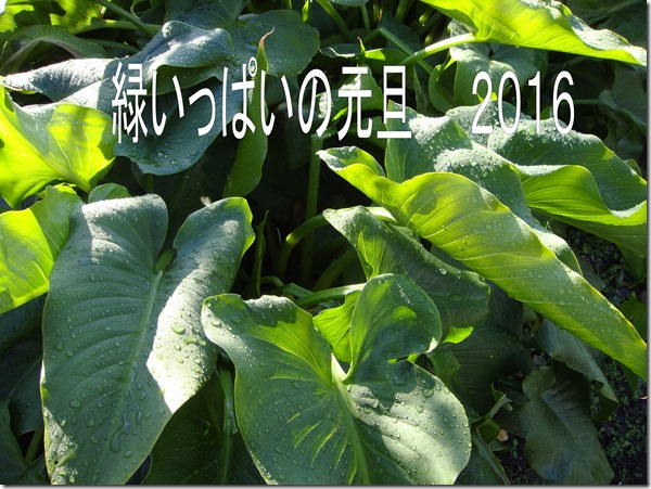 DSC00493M